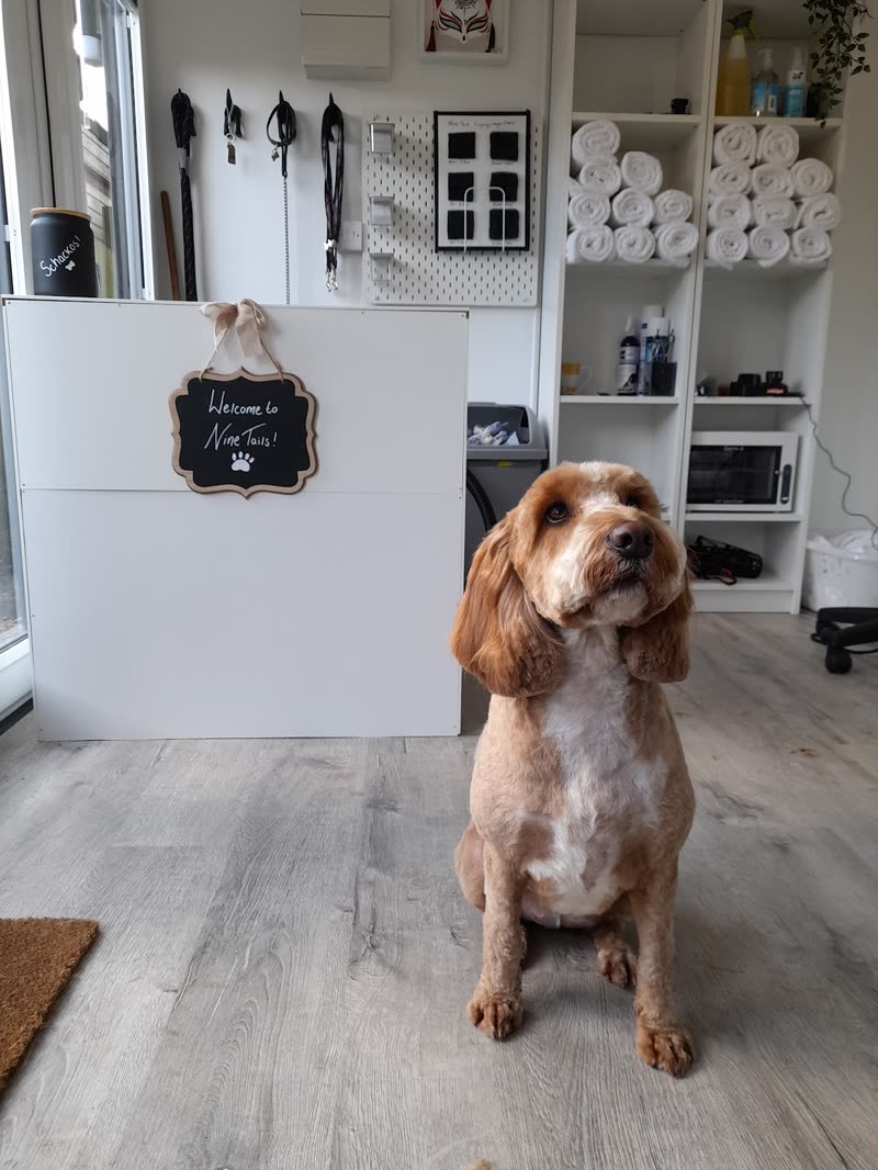 The salon reception at 9Tails, with the counter, hanging leads and shelves of towels behind a freshly groomed cockapoo