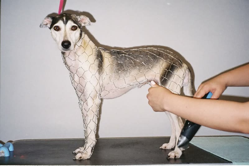 A wire-coated dog being hand-stripped on a grooming table