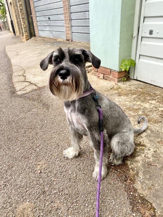 A hand-stripped grey schnauzer on a lead after grooming