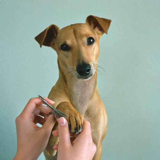 A dog having its nails clipped